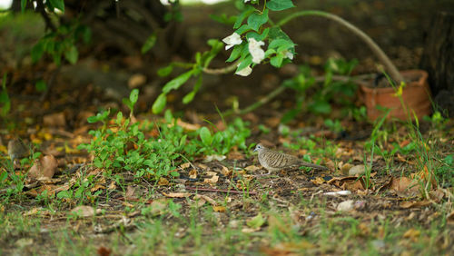 View of bird on field