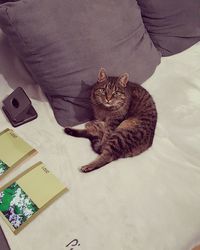 High angle view of cat sitting on floor