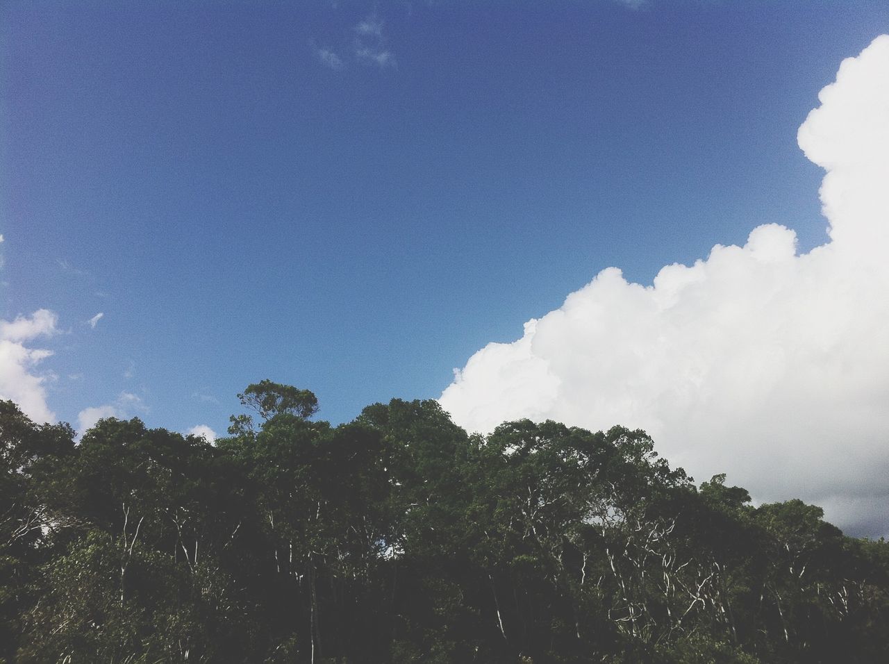 low angle view, tree, sky, blue, beauty in nature, nature, tranquility, growth, cloud - sky, scenics, high section, tranquil scene, day, outdoors, no people, cloud, treetop, branch, idyllic, silhouette