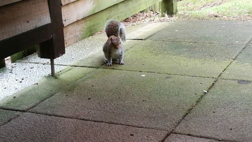 Cat sitting outdoors