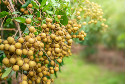 Close-up of fruits growing on tree