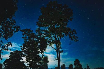 Low angle view of trees against sky at night