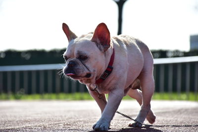 Close-up of dog walking outdoors