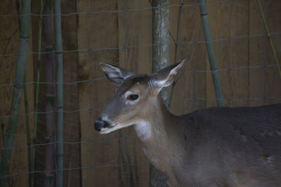 Deer in a zoo