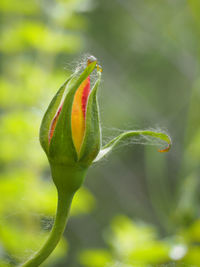 Close-up of green bud on plant