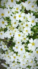 Close-up of white flowers