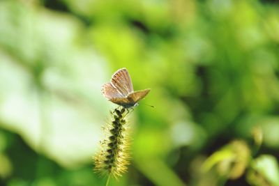 Close-up of butterfly on flower