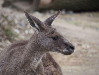 Close-up of kangaroo