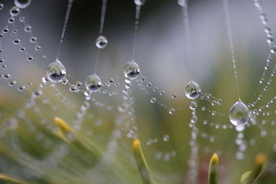 Close-up of water drops on spider web