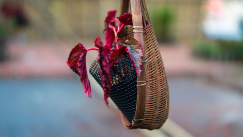 Close-up of red flower hanging in basket