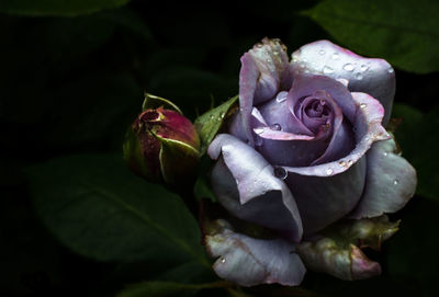 Close-up of purple rose