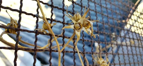 Close-up of lizard on chainlink fence