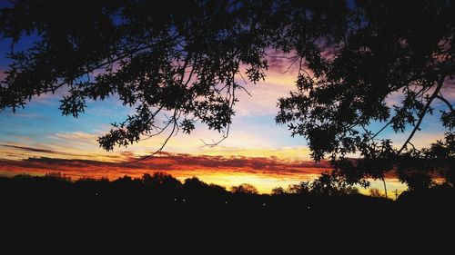 Silhouette of trees at sunset