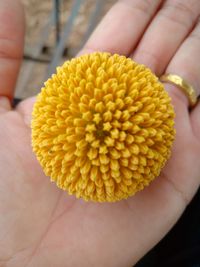 Close-up of hand holding yellow flower