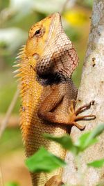 Close-up of lizard on tree