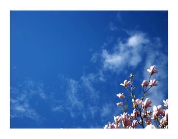 Low angle view of flower tree against sky