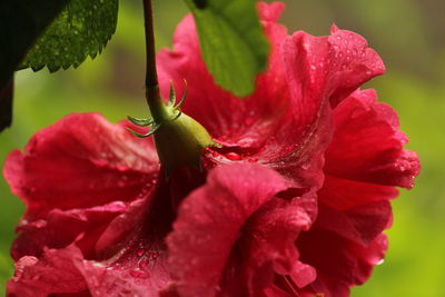 Close-up of pink rose flower