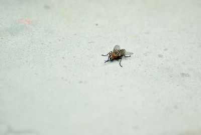 Close-up of housefly