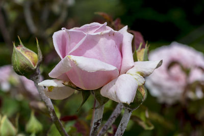 Close-up of pink flowers blooming outdoors