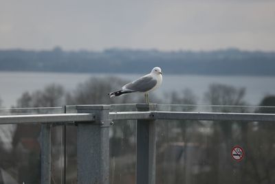 Seagull perching on railing