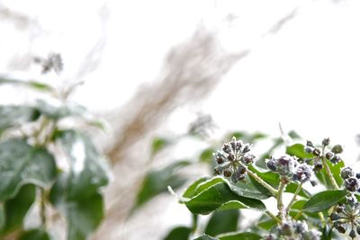 Low angle view of flower tree against sky