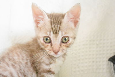 Portrait of cat with kitten