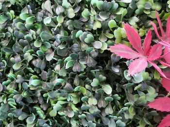 Close-up of plants