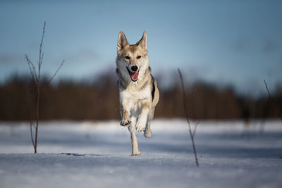 Dog running in snow