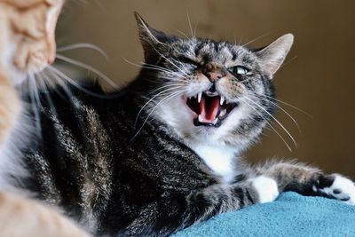 Close-up of cat yawning