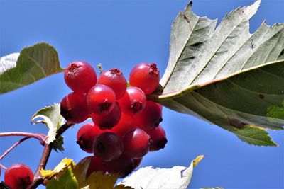 Low angle view of fruits on tree against sky