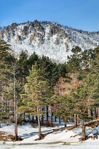 Trees growing on rock against sky