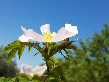 Low angle view of white flowering plant against sky