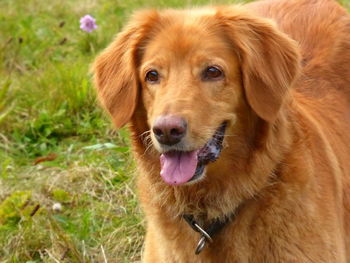 Close-up portrait of dog