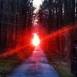 Road amidst trees in forest during sunset