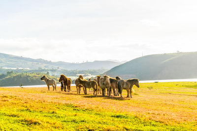 Horses in a field