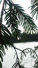 Close-up of branches against sky