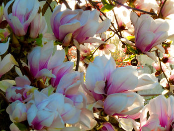 Close-up of magnolia blossoms