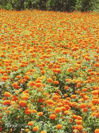 Close-up of orange flowers growing on field