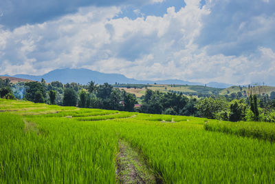 Scenic view of rice field against sky