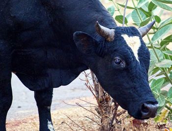 Close-up of bull