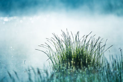 A beautiful spring sunrise mist over the flooded wetlands. warm spring scenery of swamp with grass.