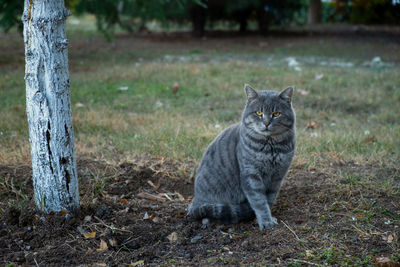 Striped angry cat sitting park. a striped gray cat with green eyes poses for the camera 