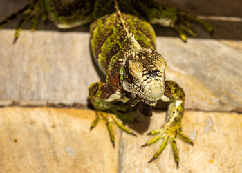 Close-up of lizard