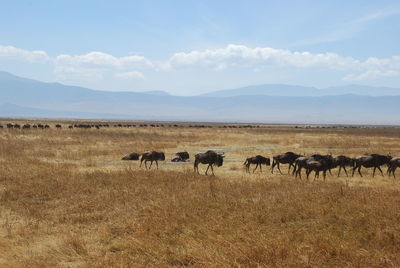 Horses in a field