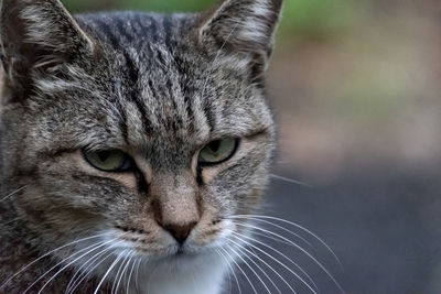 Close-up portrait of tabby cat