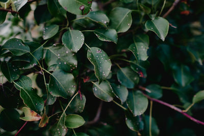 Close-up of wet plant leaves during rainy season