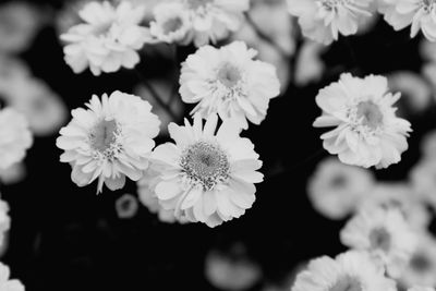 Close-up of white flowering plants