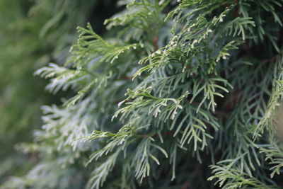 Close-up of pine tree