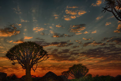 Low angle view of silhouette trees against dramatic sky