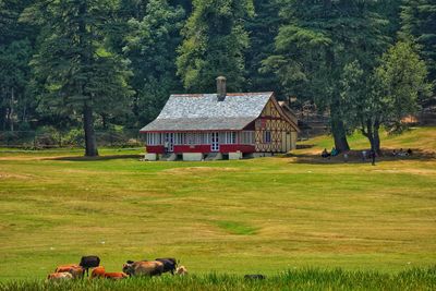 View of sheep on grassy field